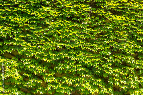 Natural ivy green background and leaf wall and texture