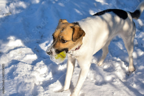 Fototapeta Naklejka Na Ścianę i Meble -  jack russel dog in snow