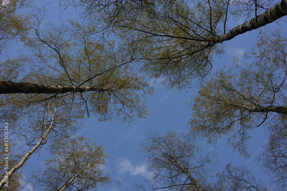 Obraz premium Tree tops against blue sky in spring