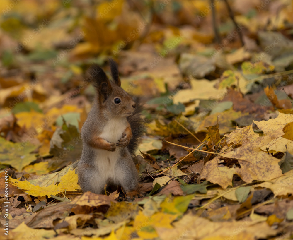A squirrel sits in the autumn forest on the ground strewn with leaves. A squirrel sits in the autumn forest on the ground strewn with leaves.