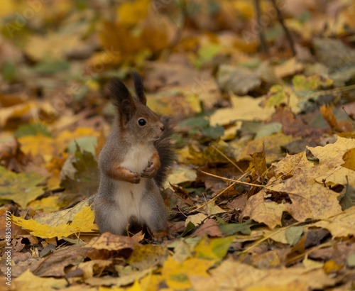 A squirrel sits in the autumn forest on the ground strewn with leaves.