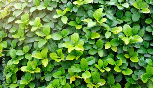 small green leaves texture background with beautiful pattern clean environment ornamental plant in the garden eco wall organic natural background many leaves reduce dust in air tropical forest