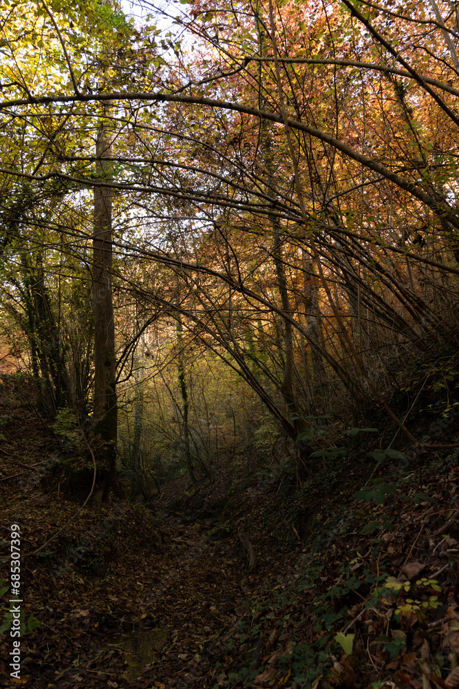 Autumn landscapes in La Garrotxa Autumn landscapes in La Garrotxa