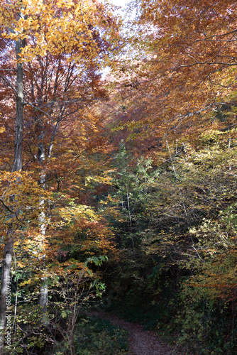 Autumn landscapes in La Garrotxa
