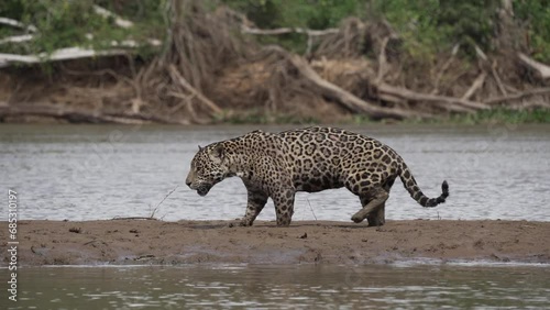 Jaguar, Panthera onca, a big solitary cat native to the Americas, hunting along the river banks of the Pantanl, the biggest swamp area of the world, near the Transpantaneira in Porto Jofre in Brazil. photo