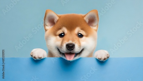 portrait funny and happy shiba inu puppy dog peeking out from behind a blue banner isolated on blue pastel background