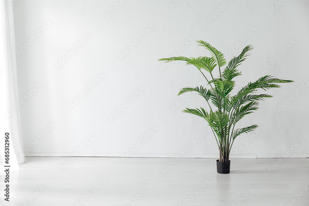 green decorative indoor flower in a bright room
