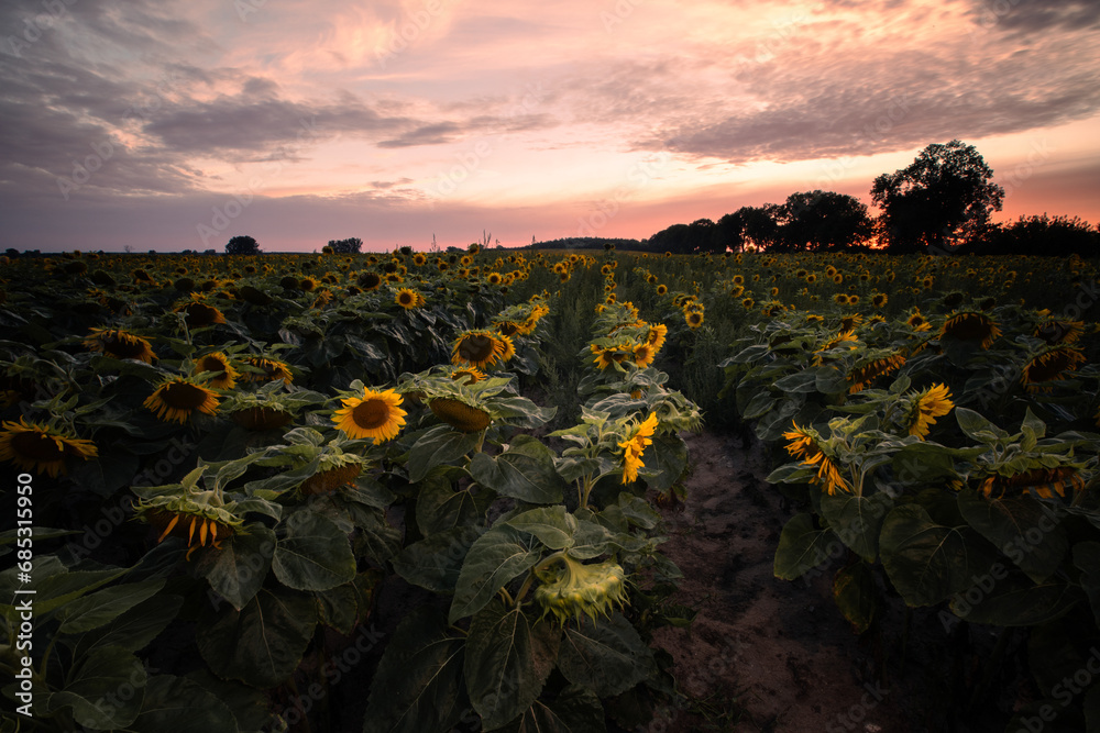 sunset over the field Sunflowers  - obrazy, fototapety, plakaty 