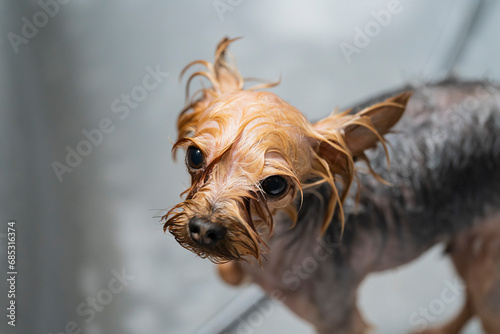 Grooming a dog in a pet haircut salon. The dog is washed after grooming.