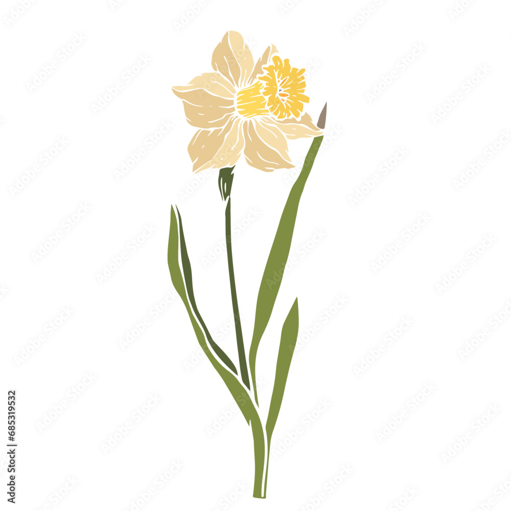 Spring daffodil flower.Decorative botanical element.Vector graphic.