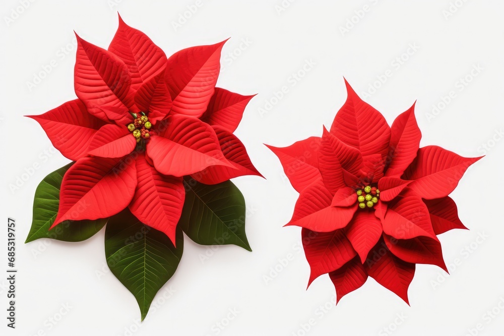 Poinsettias Flowers Isolated On Transparent Background