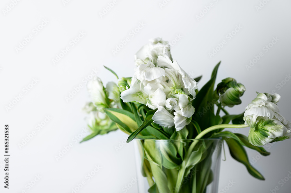 Beautiful Bunch of White Parrot Style Tulips in the Vase on white background, spring holiday concept, art background