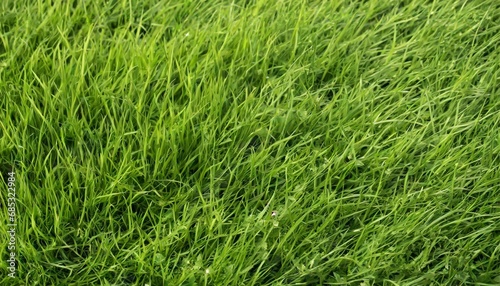 close up of green grass texture background with copy space