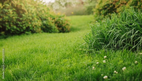 fresh green grass background in sunny summer day in park