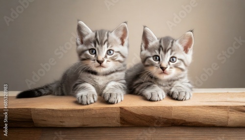 two cute gray striped kittens rest their paws on a wooden board blank for advertisement or announcement with copy space