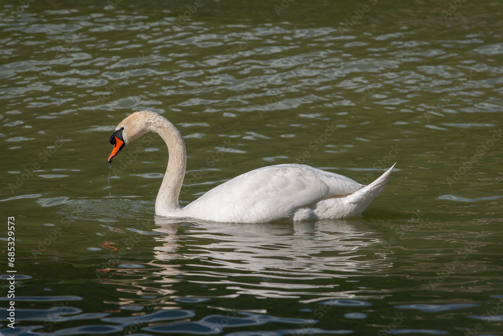 Weisser Schwan im Wasser Weisser Schwan im Wasser
