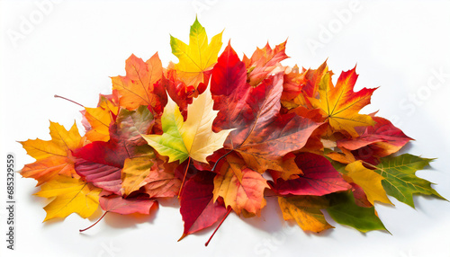 vibrant fall colors pile of autumn colored leaves isolated on white background a heap of different maple dry leaf red yellow orange and green foliage in the fall season