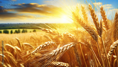 wheat field on the background of the setting sun majestic rural landscape golden ears in the sunlight