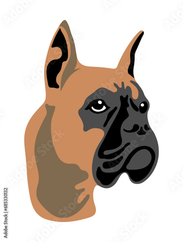 Brown German Boxer on a white background