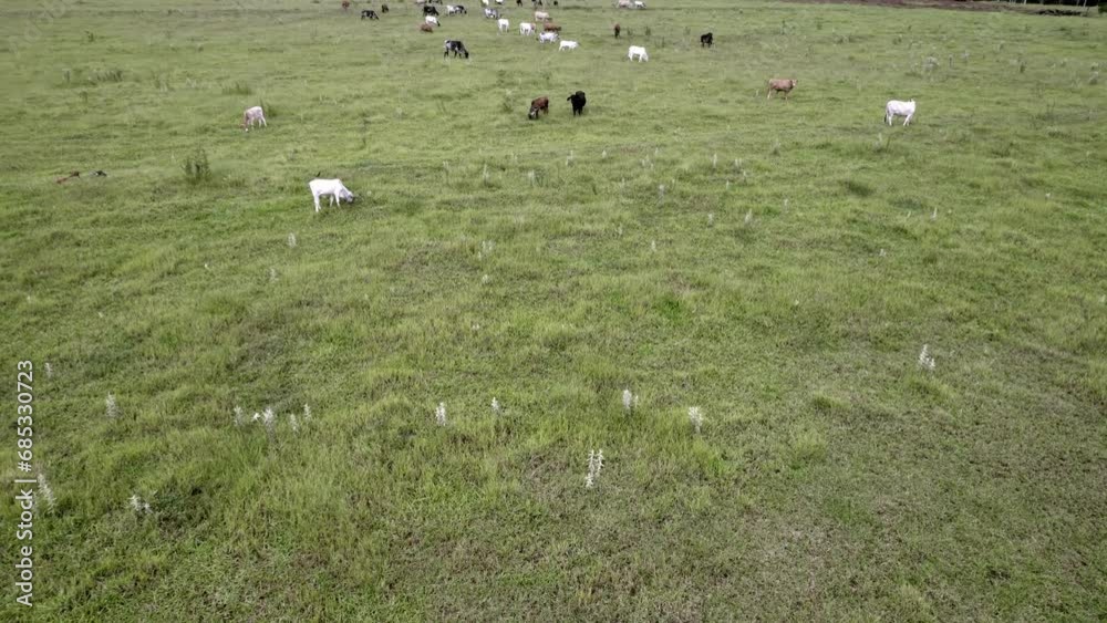 Flying a herd of cattle in the city of Brotas, in the interior of the state of São Paulo, Brazil. city with rivers and farms. Flying a herd of cattle in the city of Brotas, in the interior of the state of São Paulo, Brazil. city with rivers and farms.