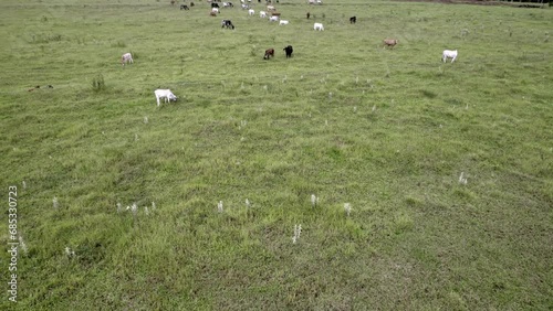 Flying a herd of cattle in the city of Brotas, in the interior of the state of São Paulo, Brazil. city with rivers and farms. photo