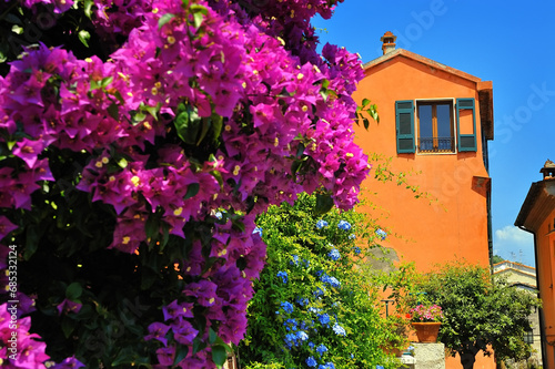 orange facade of an old house with a window with green wooden shutters and a bougainvillea bush with pink and purple flowers at front. Italy  Europe.