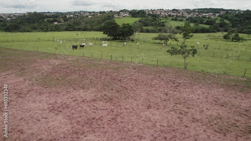 Flying a herd of cattle in the city of Brotas, in the interior of the state of São Paulo, Brazil. city with rivers and farms. photo