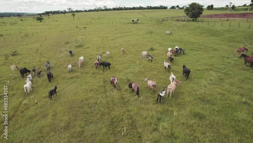 Flying a herd of cattle in the city of Brotas, in the interior of the state of São Paulo, Brazil. city with rivers and farms. photo