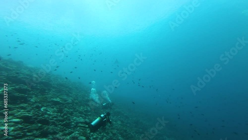 Wallpaper Mural One eagle ray (Myliobatidae) swimming in blue Indian Ocean, South Ari Atoll, Maldives, with scuba divers around.  Torontodigital.ca