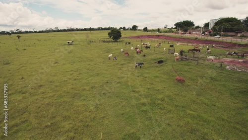 Flying a herd of cattle in the city of Brotas, in the interior of the state of São Paulo, Brazil. city with rivers and farms. photo