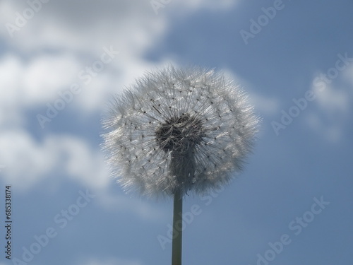 Pusteblume