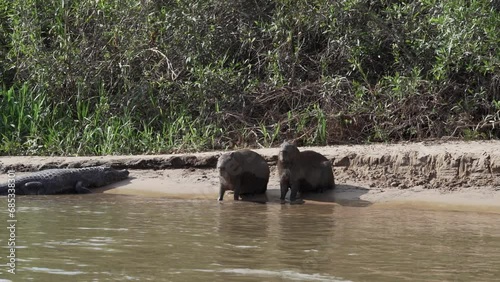 greater capybara, Hydrochoerus hydrochaeris, is the largest rodent of the world right next to a caiman in the swamp area of the pantanal in Brazil. photo