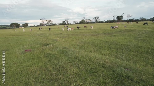 Flying a herd of cattle in the city of Brotas, in the interior of the state of São Paulo, Brazil. city with rivers and farms. photo