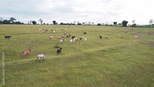 Flying a herd of cattle in the city of Brotas, in the interior of the state of São Paulo, Brazil. city with rivers and farms. photo