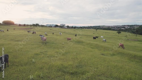 Flying a herd of cattle in the city of Brotas, in the interior of the state of São Paulo, Brazil. city with rivers and farms. photo