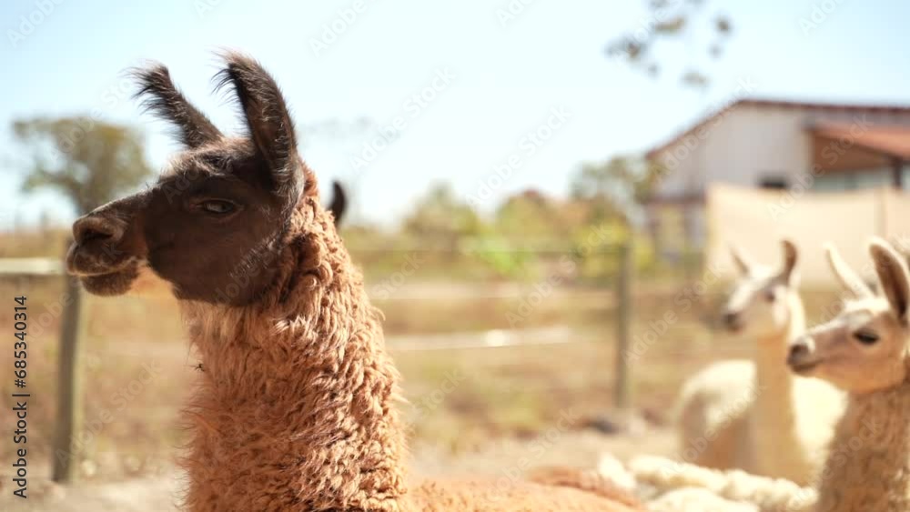 Lhamas pastando em um dia de Sol no Cerrado Brasileiro