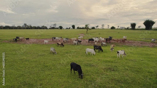 Flying a herd of cattle in the city of Brotas, in the interior of the state of São Paulo, Brazil. city with rivers and farms. photo