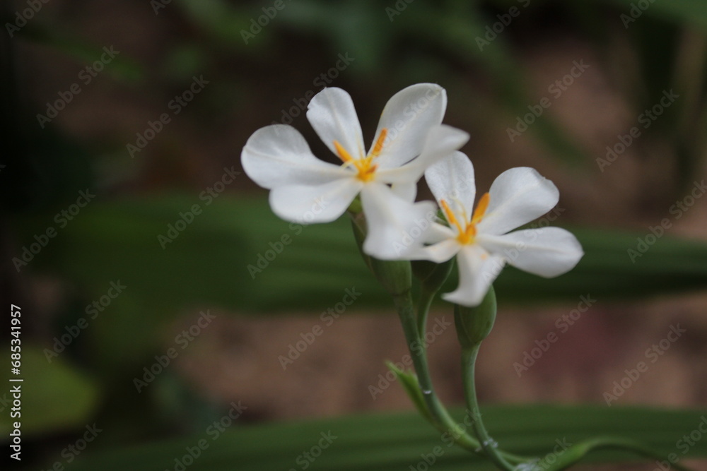 Fototapeta premium white frangipani flower