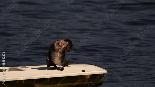 A great cormorant (Phalacrocorax carbo) known as the black shag or kawau polishing its feathers standing on a boat photo