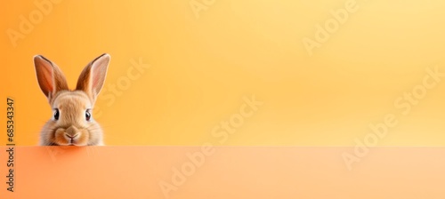 funny rabbit g peeping from behind a vibrant orange  block, easter bunny concept, horizontal wallpaper banner or card large copy space for text. photo