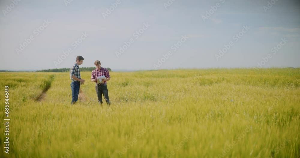 Farmer Examining Crops In Agriculture Field Wheat Before Harvesting Farmer Examining Crops In Agriculture Field Wheat Before Harvesting