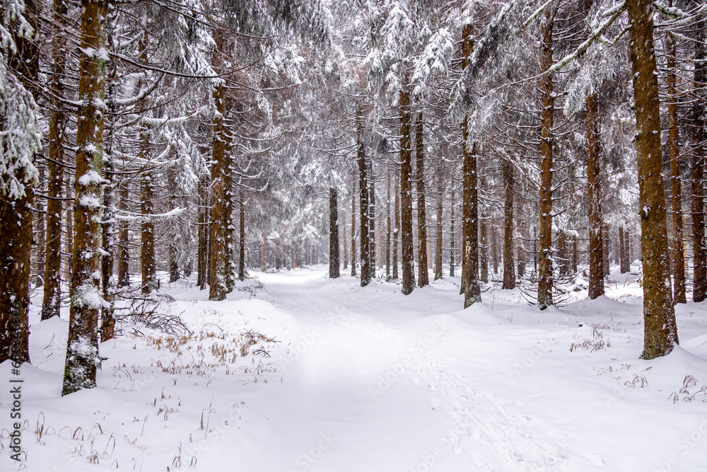Fototapeta premium Erste Winterwanderung durch den verschneiten Thüringer Wald bei Tambach-Dietharz - Thüringen - Deutschland