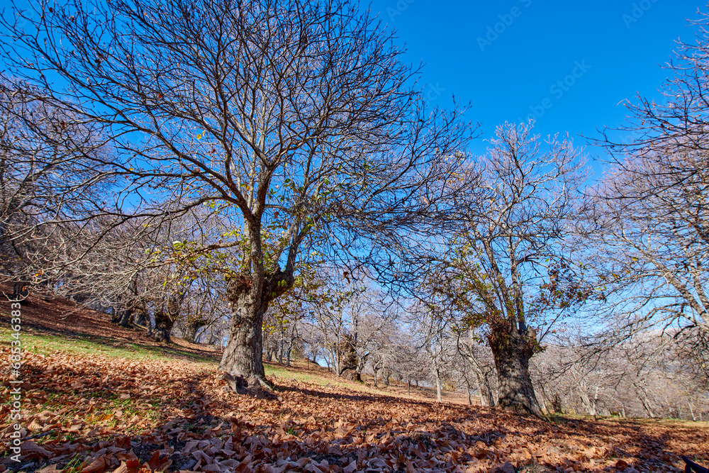 paisaje de otoño entre castaños con las hojas caídas al suelo del bosque paisaje de otoño entre castaños con las hojas caídas al suelo del bosque