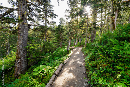 Hiking trail in a pine forest on top of Mount Roberts above Juneau, the capital city of Alaska, USA photo