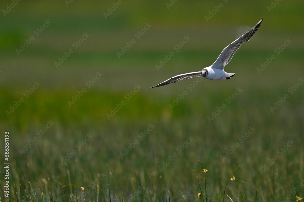 Lachmöwe // Black-headed gull (Chroicocephalus ridibundus / Larus ridibundus)