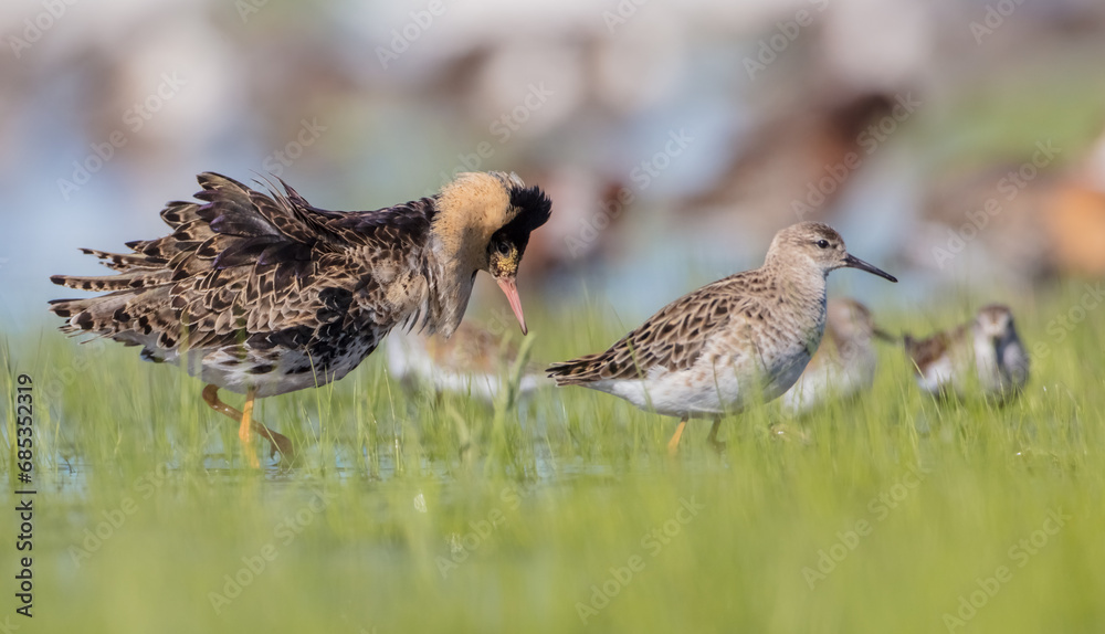 The ruff - pair at wetland on a mating season in spring The ruff - pair at wetland on a mating season in spring