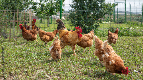 Canarian free-range chicken and wild boar on grass background