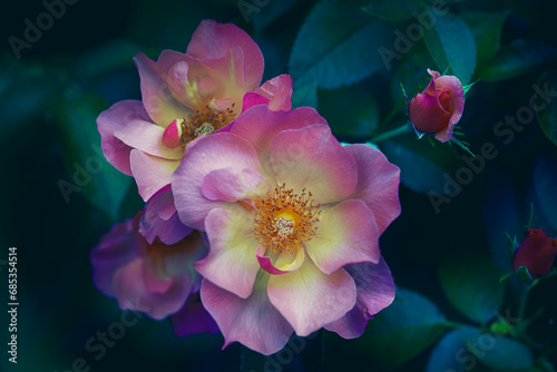 Bink and Yellow Rose 