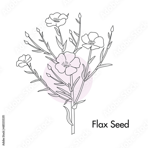 Flax seed Linum usitatissimum plant vector outline illustration
