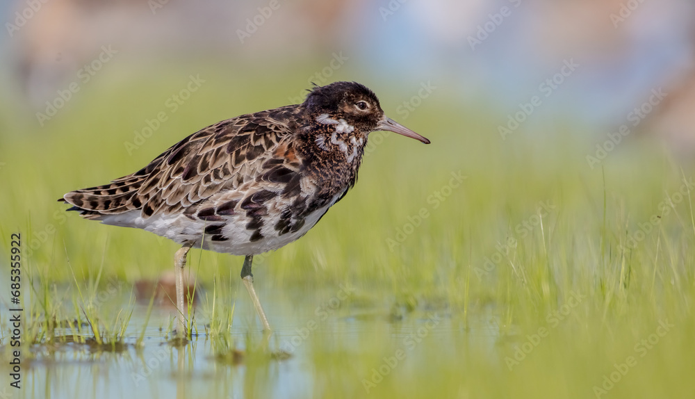 Ruff - male bird at a wetland on the mating season in spring Ruff - male bird at a wetland on the mating season in spring